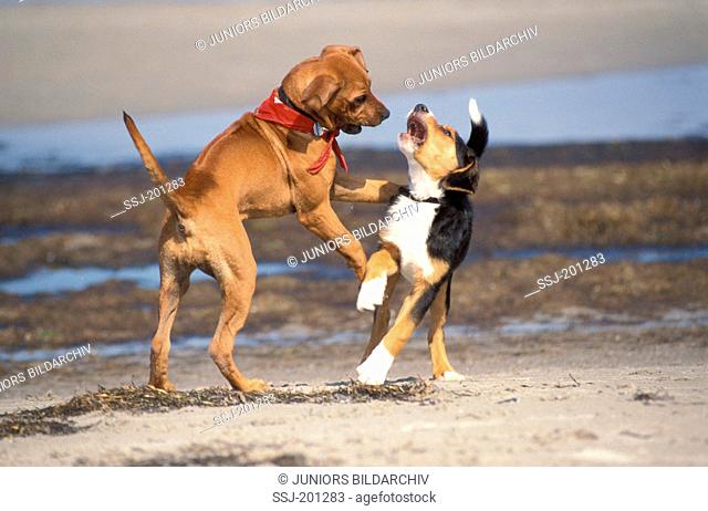 Rhodesian Ridgeback and Entlebucher Mountain dog. Two puppies playing on a beach. Germany