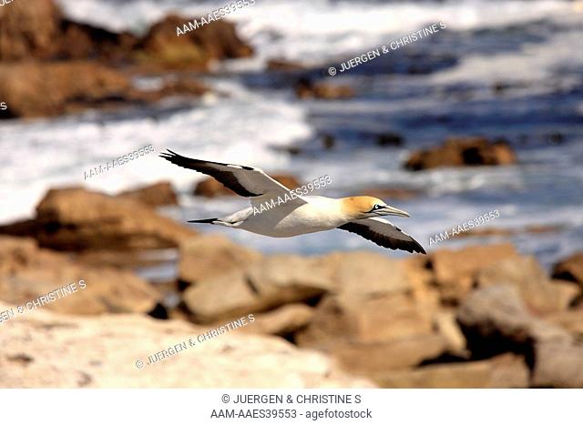 Cape Gannet, Morus capensis, Lambert's Bay, South Africa, adult flying