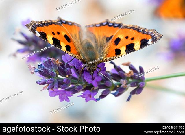 Small beautiful butterfly tortoiseshell (Aglais urticae) on lavender. Europe, Czech Republic wildlife