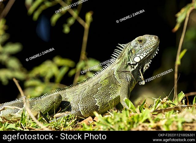 Green iguana in tropical Pantanal, Brasil, August 6, 2012. (CTK Photo/Ondrej Zaruba)