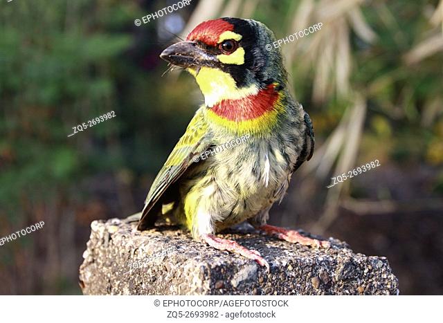 The Coppersmith Barbet or Crimson-breasted Barbet (Megalaima haemacephala), is a bird with crimson forehead and neck. The Coppersmith is brightly coloured