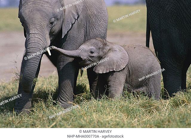 AFRICAN ELEPHANT young Loxodonta africana trunk extended to older herd member Amboseli National Park, Kenya