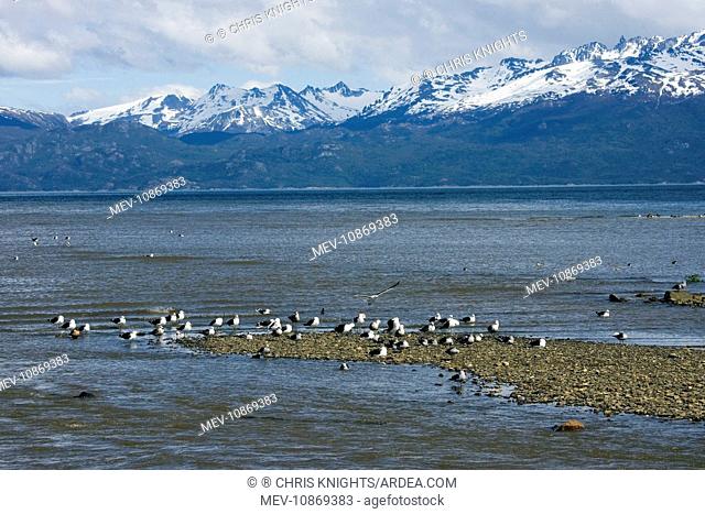 Southern Black-backed / Dominican / Kelp Gull - resting on the shore (Larus dominicanus). Beagle Channel Tierra del Fuego, Argentina
