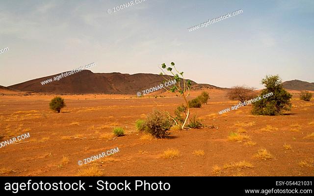 Landscape with the Calotropis procera plant aka Sodom apple or stabragh or rubber bush at Adrar in Sahara, Mauritania