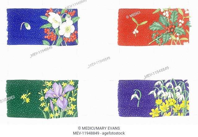 Set of four double-sided Christmas gift tags a) Christmas Roses and Cotoneaster Berries on a blue background b) Mistletoe and Holly on a red background c) Iris...