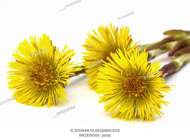 Flowers of foalfoot (Tussilago farfara), isolated on white background