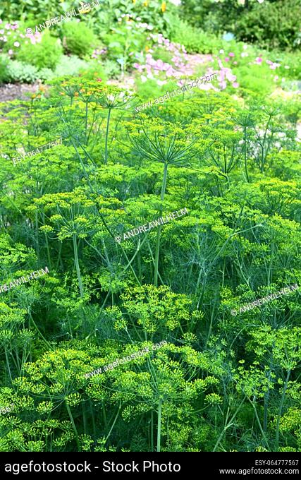 Dill is a versatile culinary herb