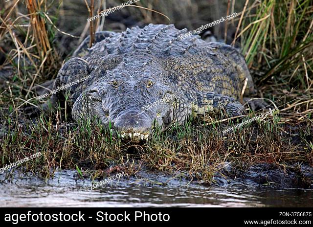 Nilkrokodil am Chobe-Fluss, Botswana, crocodile at Chobe River, Botsuana, Crocodylus niloticus