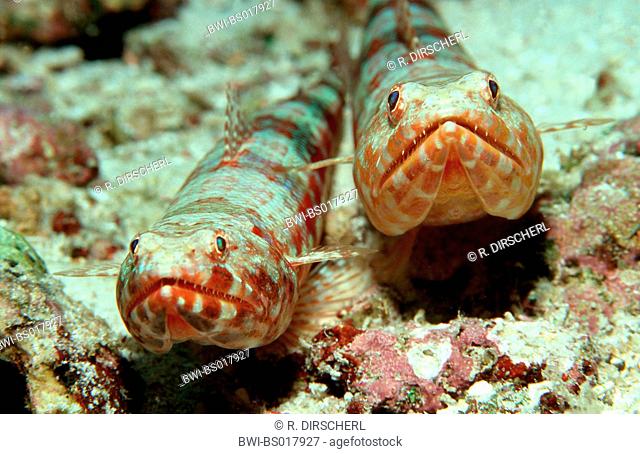 variegated lizardfish (Synodus variegatus), two animals side by side, Maldives, Indian Ocean