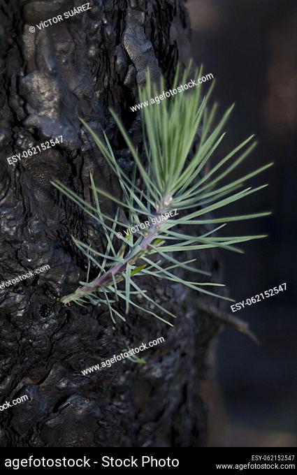 Sprout on burned trunk of Canary Island pine (Pinus canariensis). Integral Natural Reserve of Inagua. Gran Canaria. Spain