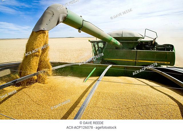 a combine augers durum wheat into a grain wagon on the go during the harvest, near Ponteix, Saskatchewan, Canada