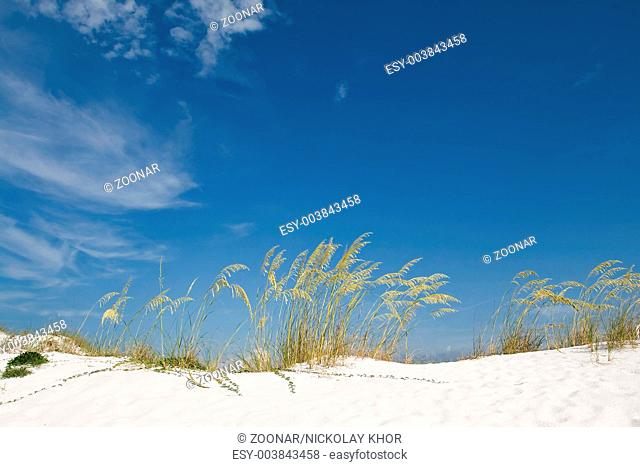 Beach sand dune with grasses and cane