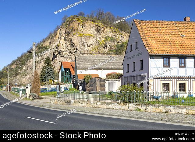 Historic wine cellar Zur Alten Bosel and Schabeborn Winery, in the background the Boselspitze with flowering mountain madwort (Alyssum montanum), Sörnewitz