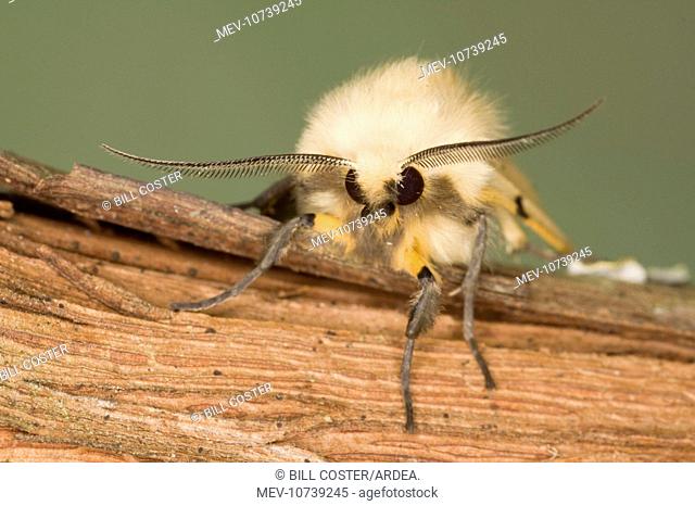 Buff Ermine Moth - male showing antennae (Spilosoma luteum)