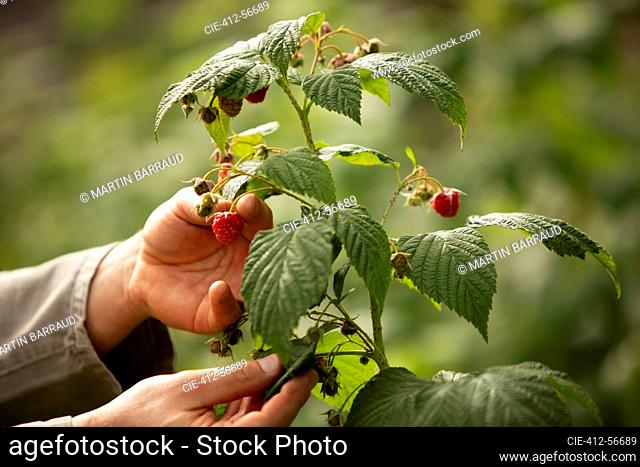 Close up hands inspecting raspberry plant in garden