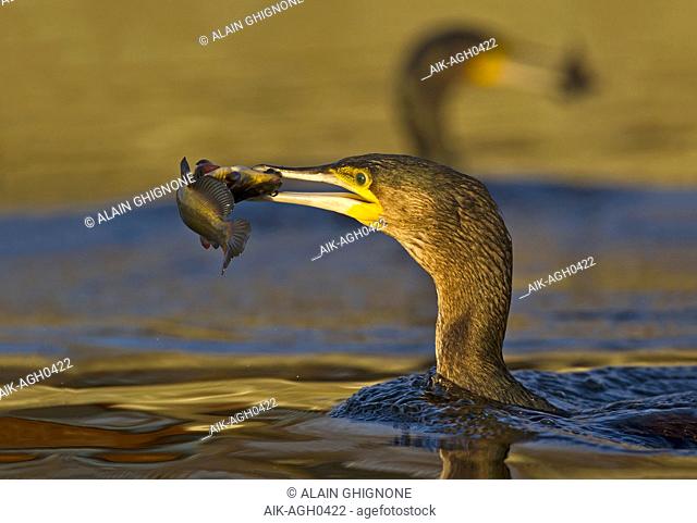 Great Cormorant, Aalscholver
