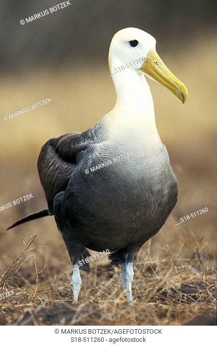 Portrait of a Galapagos Albatros (Diomedea irrorata). Galápagos Islands, Ecuador