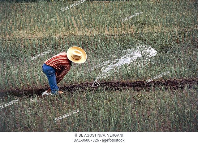 Farmer wearing a hat manually irrigating a field, Sierra Madre, Guatemala
