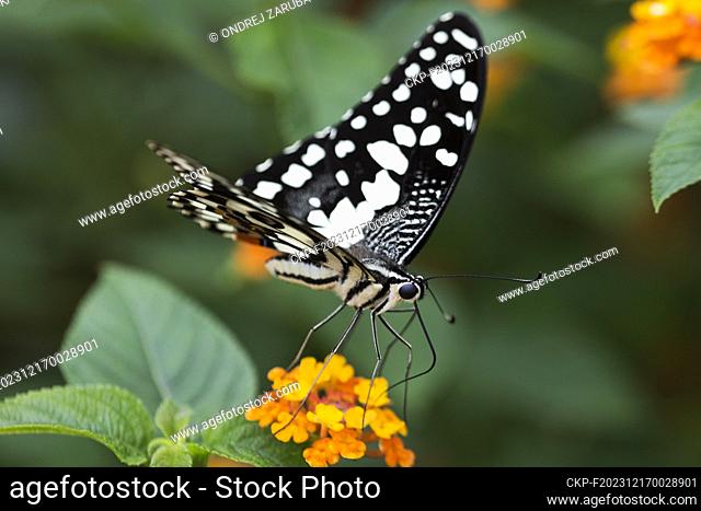 Papilio demoleus, lime butterfly, lemon butterfly, lime swallowtail, chequered swallowtail in tropical forest (CTK Photo/Ondrej Zaruba)