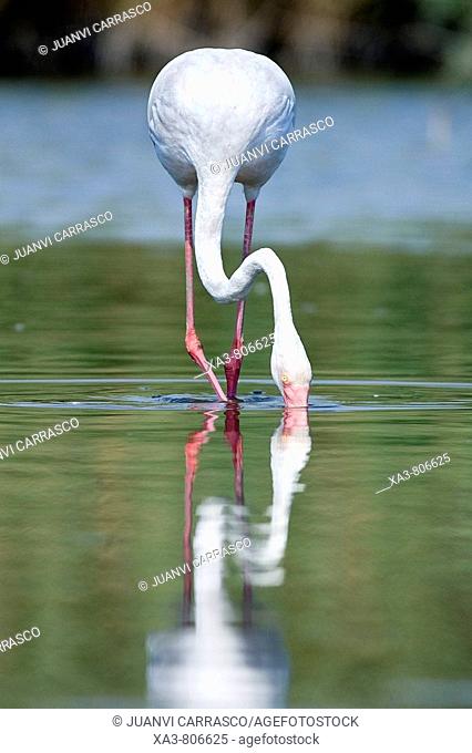 Flamingo (Phoenicopterus roseus) feeding on lagoon
