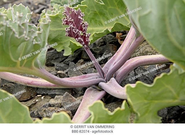 Sea-kale with purple leaf-stalks, old leafs (green) and young leaf (purple)