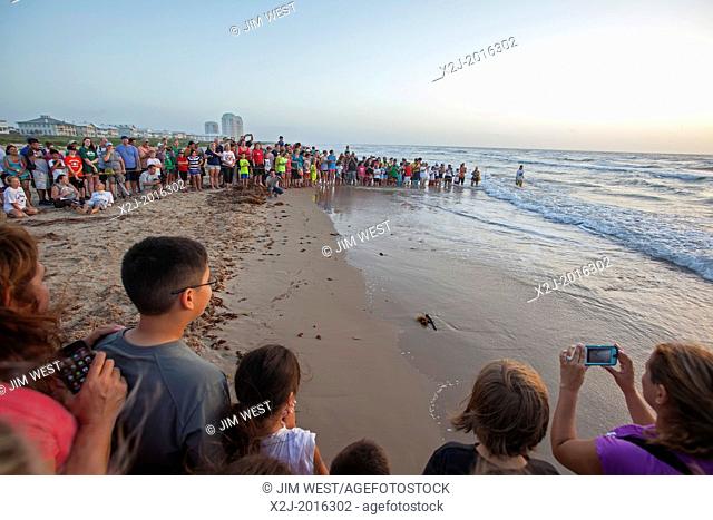 South Padre Island, Texas - A large crowd gathered as staff and volunteers at Sea Turtle Inc., a turtle rescue organization