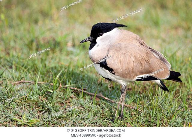 River Lapwing - standing on bank (Vanellus durvaucelii). Chambal River - India