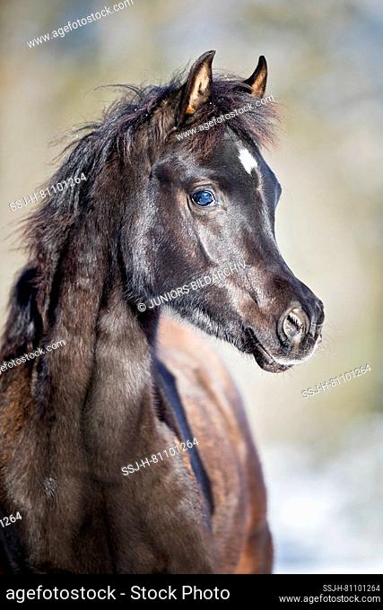 Arab Horse. Portrait of a black filly-foal in winter. Austria
