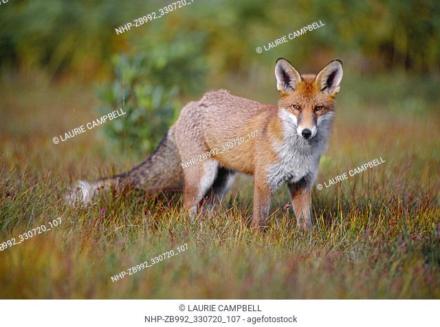 Red Fox (Vulpes vulpes) sub-adult, semi-habituated animal, Loch Lomond and the Trossachs National Park, Stirlingshire, Scotland, September 1999