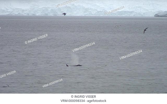 lone orca killer whale surfacing with snowy mountains in background, Antarctica