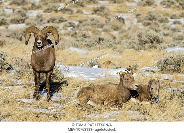 Bighorn Sheep. A family, consisting of ram, ewe and lamb in Autumn (Ovis canadensis)