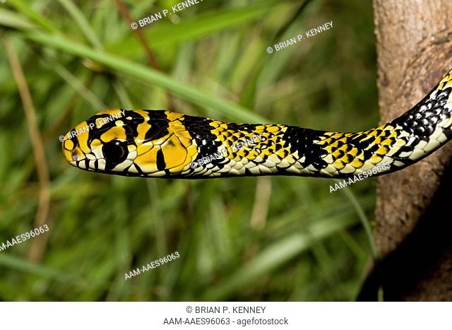 Baby Tiger Snake / Chicken Snake (Spilotes pullatus) Yucatan Peninsula, Mexico. Species range = Mexico to Argentina