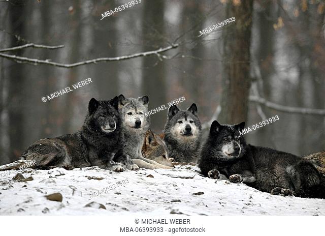 wolf packs, Algonquin wolf, eastern wolf, (Canis lupus lycaon), captive