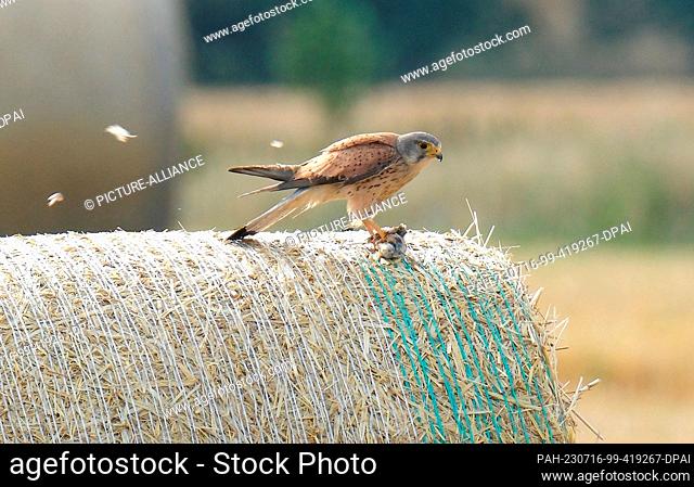 16 July 2023, Saxony, Hohenprießnitz: A male kestrel has taken a seat on a bale of straw with a captured small bird. Mostly they feed on mice