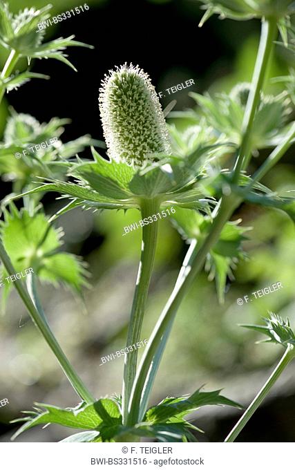 Giant Sea Holly, Miss Willmotts Ghost (Eryngium giganteum), inflorescence