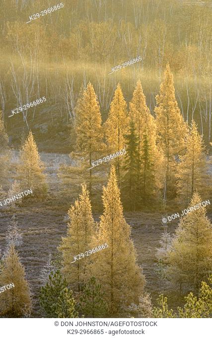 Autumn larches in the morning mist and frost, Greater Sudbury, Ontario, Canada