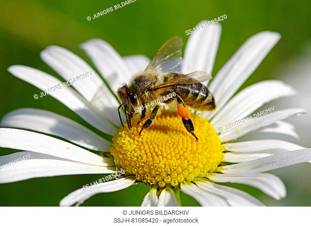 Honey Bee (Apis mellifera, Apis mellifica). Worker on Ox-eye Daisy flower. Germany