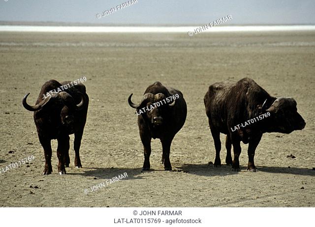 Great Rift Valley. National park. Shores of Lake Magadi soda crater lake. Three large buffalo animals. Large burved tusks. do nto GG caption