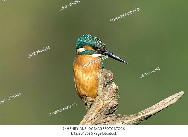 Common kingfisher (Alcedo atthis). France