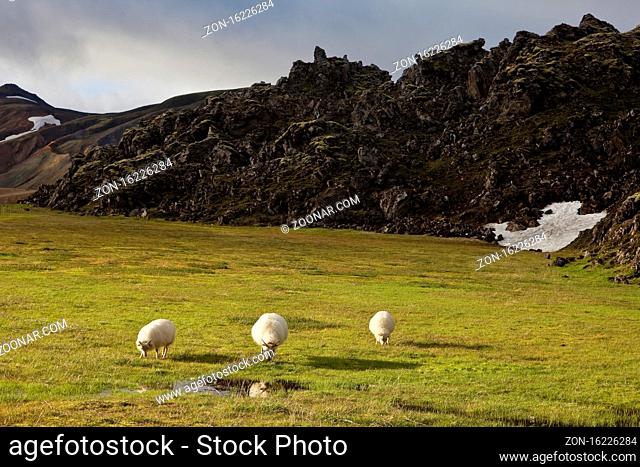 Schafe vor dem Lavafeld Laugarhraun, Landmannalaugar, Fjallabak Nationalpark, Island, Europa