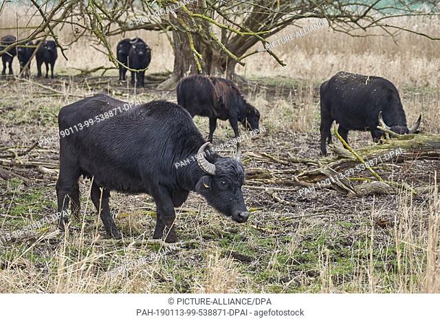 10 January 2019, Rhineland-Palatinate, Thür: Carpathian buffalos graze in the Thürer Wiesen nature reserve. Nature conservationists are pleased with the success...