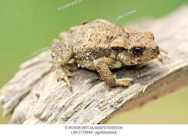 Young common Toad Bufo bufo, Spain