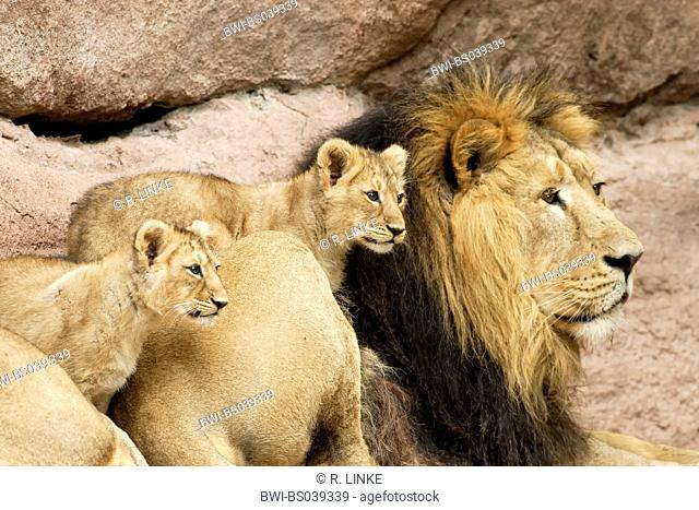 lion (Panthera leo), male with two cubs