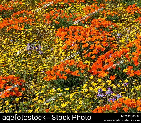 California Poppies, goldfields and thistle sage grow on hills near the Antelope Valley California Poppy Reserve. March