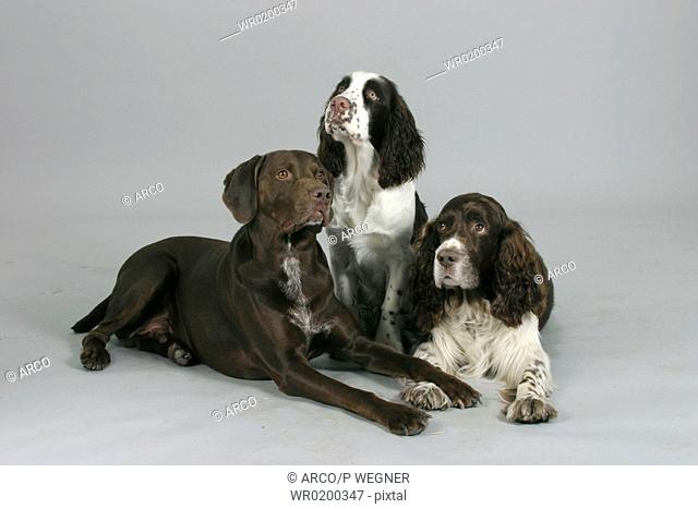 German, Shorthaired, Pointer, and, English, Springer, Spaniel, with, puppy