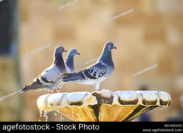 Feral pigeon (Columba livia domestica) at a water point in Tarragona, Catalonia, Spain, Europe
