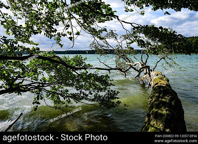 29 July 2020, Brandenburg, Neuglobsow: A moss-covered tree trunk juts into the water of the Großer Stechlinsees in the late afternoon