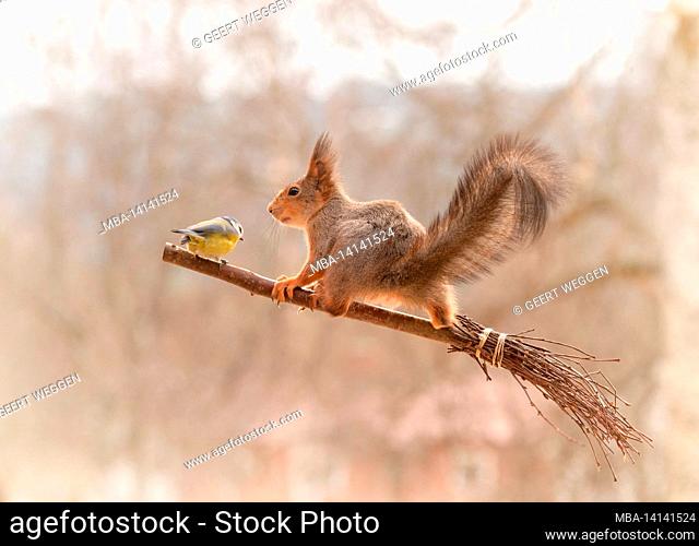 red squirrel is standing on a broom with a tit