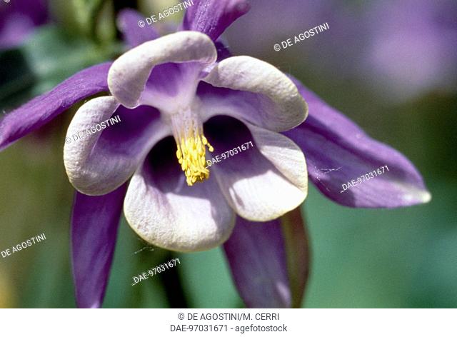 European columbine or Common columbine (Aquilegia vulgaris), Ranunculaceae. Detail of flower