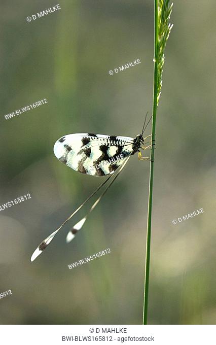 Spoon-winged lacewing Nemoptera sinuata, on blade of grass, Bulgaria